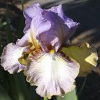 Apache Rose - tall bearded Iris