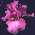 Aplomb - tall bearded Iris