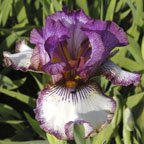 Apollo One - fragrant reblooming tall bearded Iris