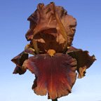 Apollodorus - tall bearded Iris