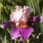 Apollonian - fragrant tall bearded Iris