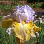 Apollo's Robe - reblooming tall bearded Iris