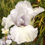 Appreciation - tall bearded Iris