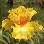 Apricot Candy - tall bearded Iris