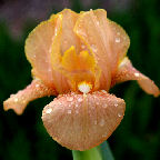 Apricot Drops - tall bearded Iris