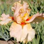 April Jewel - fragrant tall bearded Iris
