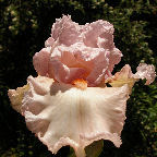 April in Paris - tall bearded Iris