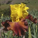 Arabian Story - fragrant tall bearded Iris