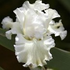 Arctic Express - reblooming tall bearded Iris