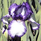 Arctic Fancy - Intermediate bearded Iris
