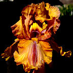 Arizona Byways - tall bearded Iris