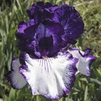 Art Deco - tall bearded Iris