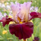 Art Form - tall bearded Iris