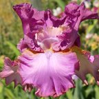 Art Nouveau - tall bearded Iris
