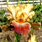 Art Show - fragrant tall bearded Iris