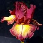 Artistic Showoff - reblooming tall bearded Iris