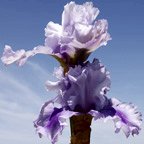 Ascent of Angels - fragrant tall bearded Iris