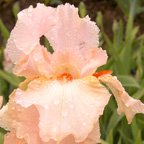 Ashleigh Nicole - fragrant tall bearded Iris