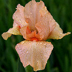 Ask Alma - Intermediate bearded Iris