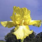 Asteroid Zone - tall bearded Iris