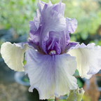Aunt Lucy - fragrant tall bearded Iris