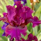 Austrian Garnets - tall bearded Iris
