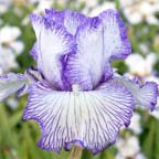 Autumn Circus - reblooming tall bearded Iris