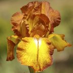 Autumn Echo - reblooming tall bearded Iris