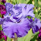 Autumn Sapphire - reblooming tall bearded Iris
