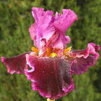Autumn Wine - reblooming Border bearded Iris