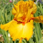 Avalon Sunset - tall bearded Iris