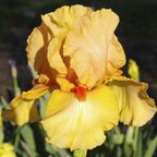 Avanti - tall bearded Iris