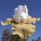 Aztec Burst - tall bearded Iris