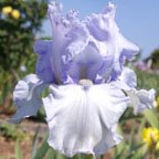 Azure Whir - reblooming tall bearded Iris