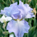 Babbling Brook - reblooming tall bearded Iris