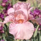 Baboon Bottom - fragrant Border bearded Iris