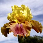 Back Street Affair - fragrant tall bearded Iris