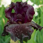 Back In Black - tall bearded Iris