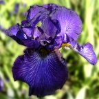 Backwater Blues - tall bearded Iris