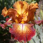 Bad Cad - reblooming tall bearded Iris