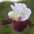 Bad Guys - tall bearded Iris