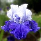 Balch Springs - fragrant tall bearded Iris