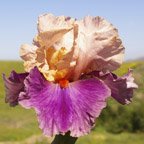 Balderdash - tall bearded Iris