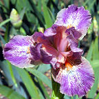 Bamboozle - fragrant SDB Standard Dwarf Bearded