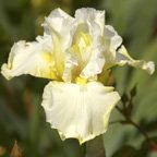 Banana Cream - reblooming tall bearded Iris
