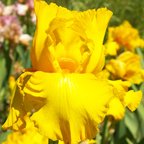 Banana Frappe - fragrant tall bearded Iris