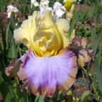 Bandwidth - fragrant reblooming tall bearded Iris
