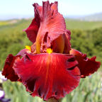 Barbaro - fragrant tall bearded Iris