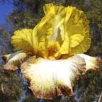 Barn Dance - fragrant reblooming tall bearded Iris