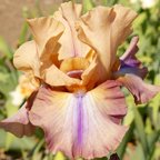 Bateau Ivre - tall bearded Iris